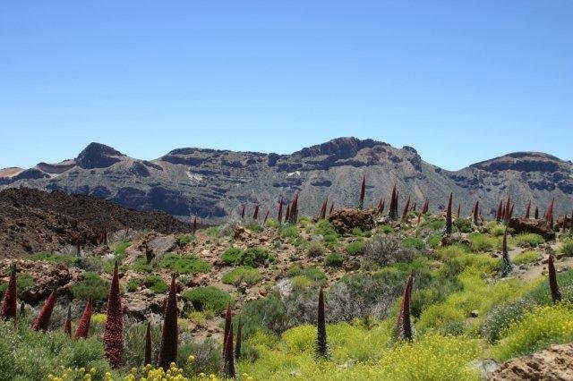 Bijzondere accommodaties Eilandhoppen El Teide in Eilandhoppen (Tenerife, Spanje)