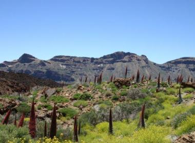 Inselhüpfen Teneriffa - El Teide